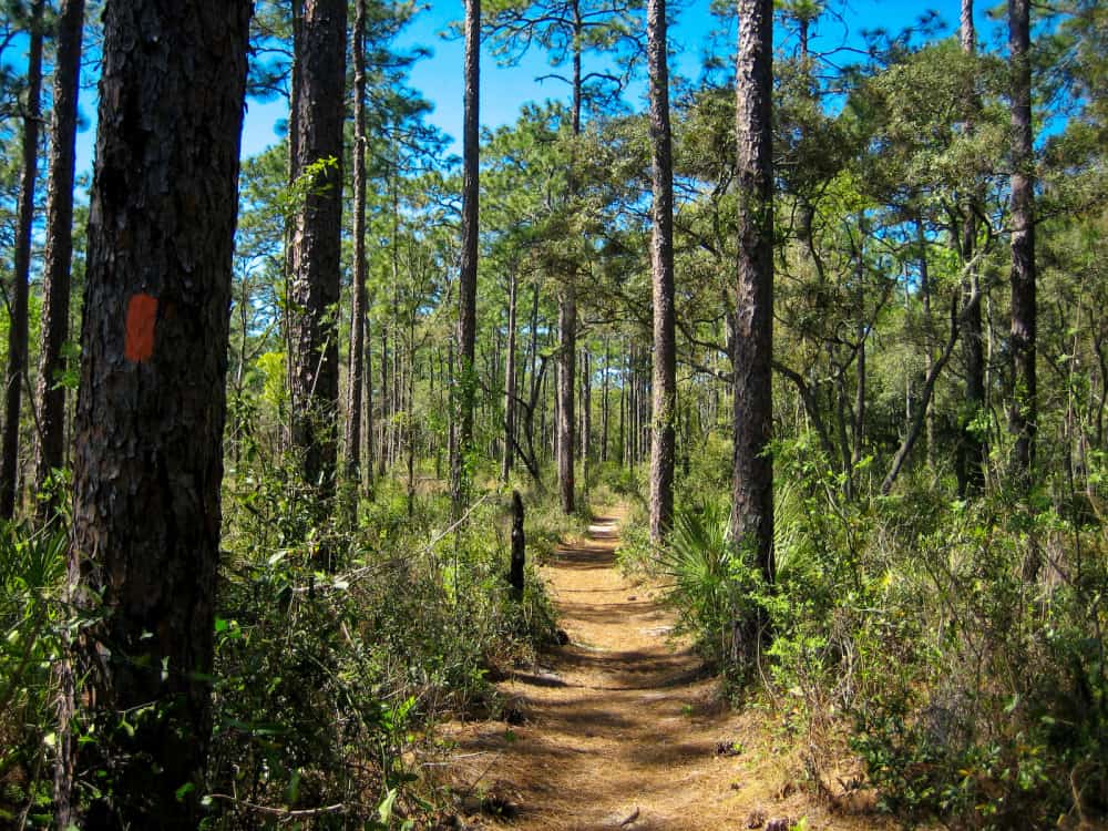 Side by side/UTV trails Ocala National forest